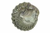 Wide, Enrolled Flexicalymene Trilobite - Indiana #287767-1